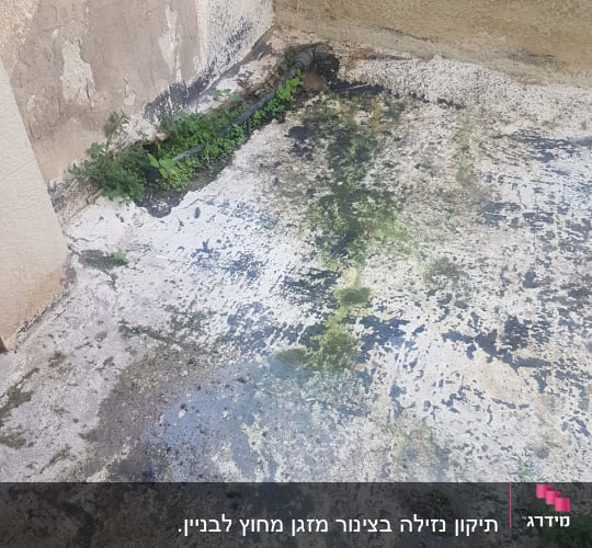 צינור מים דולף על רצפה רטובה עם צמחייה